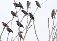 European Starlings 7547